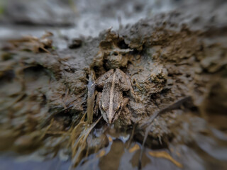 Gray's River Frog (Strongylopus grayii) also known as the Clicking Stream Frog