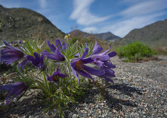 Russia. South Of Western Siberia. Lumbago disclosed (Sleep-grass) - the first spring flowers on the...