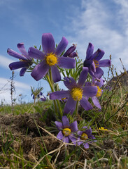 Russia. South Of Western Siberia. Lumbago disclosed (Sleep-grass) - the first spring flowers on the rocky slopes of the Altai mountains.