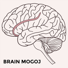 View of meat for sale in market