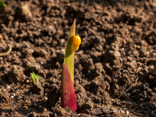 Tiny Orange Beetle on New Plant Shoot Emerging from Soil