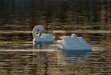 Russia. Altai territory. Protected freezing lake near the village Harvest in which live year-round wild swans and ducks.