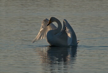Russia. Altai territory. Protected freezing lake near the village Harvest in which live year-round wild swans and ducks.