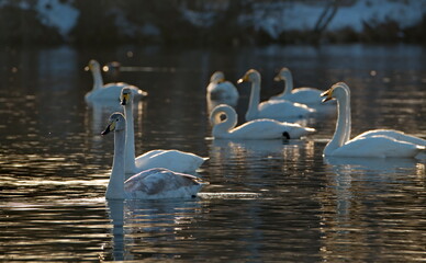 Russia. Altai territory. Protected freezing lake near the village Harvest in which live year-round wild swans and ducks.
