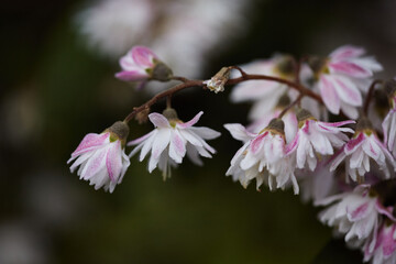 Delicate Pink and White Deutzia Blossoms.