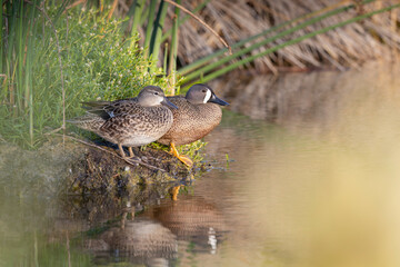 A couple of blue-winged teal (Spatula discors) sitting on the waters edge.