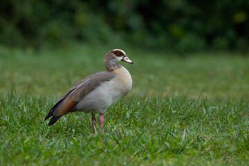 Egyptian Goose Standing on Green Grassland