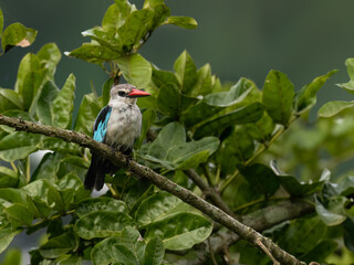 Woodland Kingfisher Perched on Branch Among Green Foliage