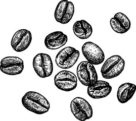 Coffee beans. Vintage style ink sketch.