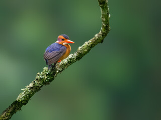 African Pygmy Kingfisher Perched on Mossy Branch