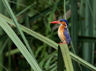 Malachite Kingfisher Perched on Reed in Wetland Habitat