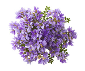 Fototapeta premium Bright rue flower petals with subtle wild charm
