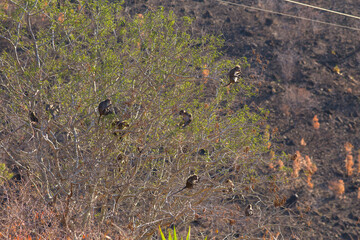 Monkeys Have Gathered in a Tree