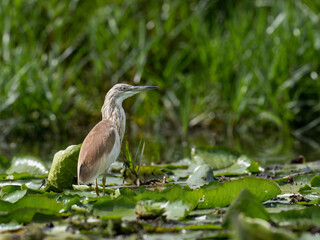 Squacco Heron foraging in Wetland Grass with Water Lilies