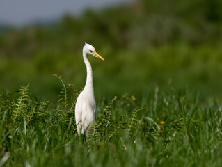 Fototapeta premium Yellow-billed Egret foraging in Lush Wetland Habitat