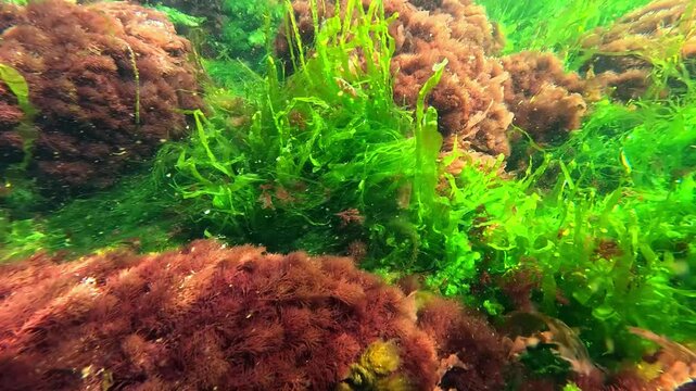 Black Sea macrophyte algae, green algae Enteromorpha intestinalis and red Ceramium algae on the shore in clear water in the Black Sea
