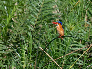 Malachite Kingfisher Perched on Grass in Wetland Habitat
