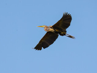Purple Heron in flight against blue sky