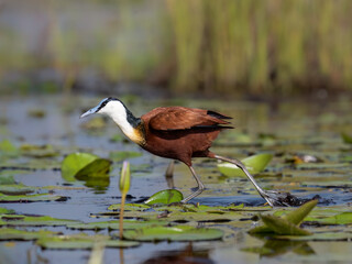 African Jacana foraging in Wetland Habitat