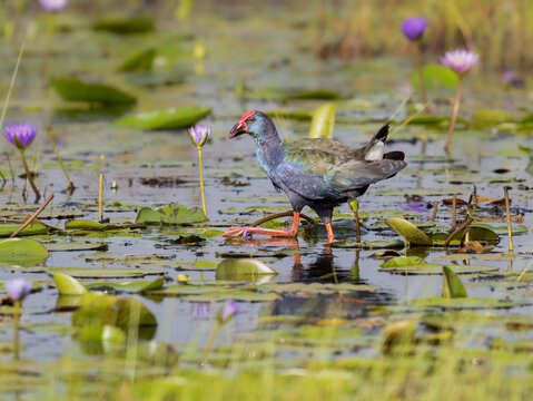 African Swamphen Foraging Among Water Lilies in Wetland