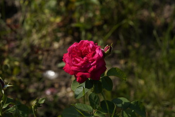 Brindabella red valentine rose and rose buds 