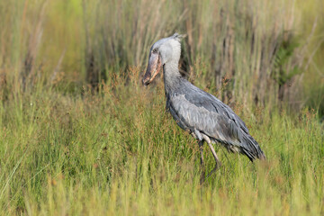 Shoebill Stork Standing in Lush Wetland Habitat