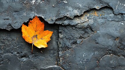 A single yellow maple leaf on a dark, cracked, and weathered concrete surface, with a dark, cracked, and weathered background.