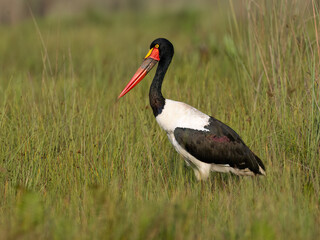 Saddle-Billed Stork Standing in Swamp Grasslands