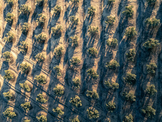 Aerial top down view of straight rows of olive trees long shadows under setting sun, Andalusia, Spain