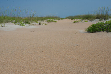 Florida Sandy Dunes with Vegetation and Wooden Fence Under Clear Blue Sky. Scenic view of sandy dunes covered with greenery and flowers, complemented with a wooden fence and an expansive blue sky, cre