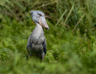 Shoebill Stork Standing Among Lush Green Ferns