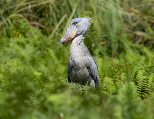 Shoebill Stork Standing in Marshland Grass