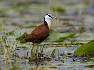 African Jacana foraging in Wetland Habitat