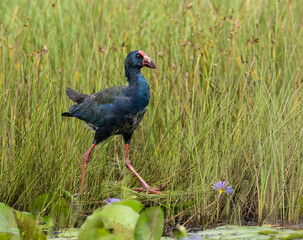 African Swamphen Walking Through Wetland Vegetation