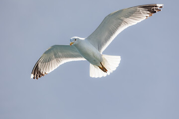 Seagull with yellow beak and black tips of wide spread wings flies backlit against clear sky