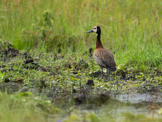 White-Faced Whistling Duck foraging in Wetland Habitat