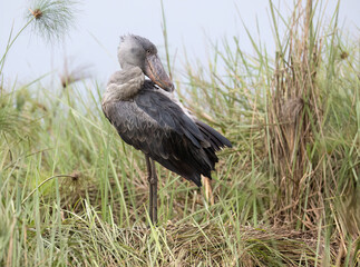 Shoebill Stork Preening in Swamp Grass