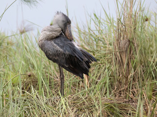 Shoebill Stork Preening in Swamp Grass