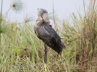 Shoebill Stork Standing in Wetland Grass