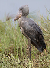 Shoebill Stork Standing in Wetland Grass