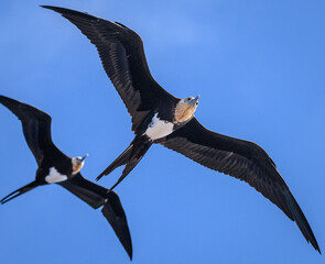 A pair of Lesser Frigatebirds (Fregata ariel) fly above Ducie atoll in the South Pacific