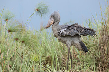 Shoebill Stork Standing in Wetland Habitat