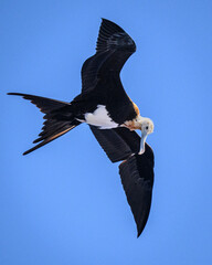 A Lesser Frigatebird (Fregata ariel) flys above Ducie atoll in the South Pacific