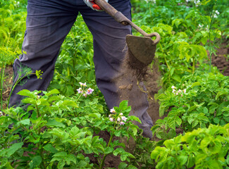 A gardener works diligently in a lush green field, using a hoe to loosen soil around blooming...