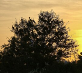 Evening atmosphere with a silhouette of a bird perched on a tree against an orange sky background.