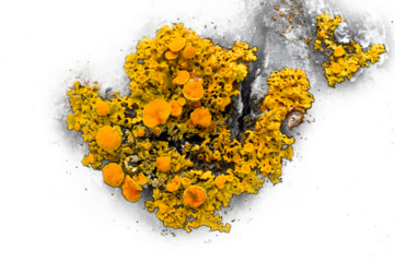 Macro closeup of orange colored Elegant Sunburst Lichen on a transparent background. Rusavskia elegans