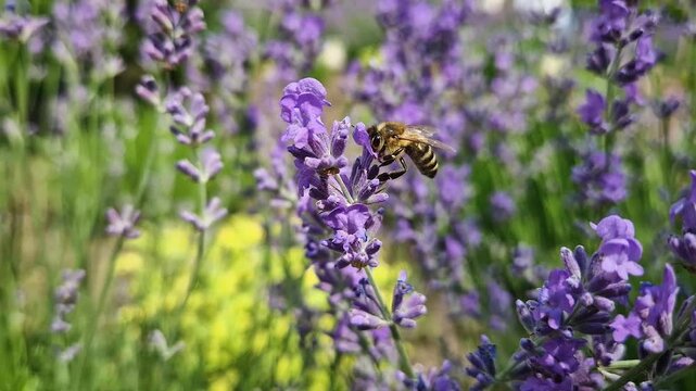 Closeup diligent honey bee actively pollinating purple lavender blossoms as collects rich nectar from fresh lavandula flowers