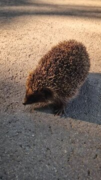 Closeup cute, wild hedgehog on the asphalt road of the city