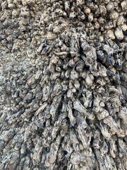 Close-Up of Tree Bark Texture