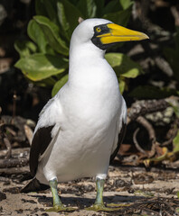 Masked Booby (Sula dactylatra) of Henderson Island in the South Pacific